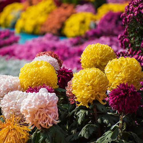 Our client's case study